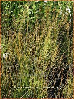 Molinia caerulea &#039;Poul Petersen&#039; | Pijpestrootje, Pijpenstrootje