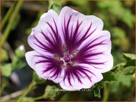 Malva sylvestris &#039;Zebrina&#039; | Kaasjeskruid