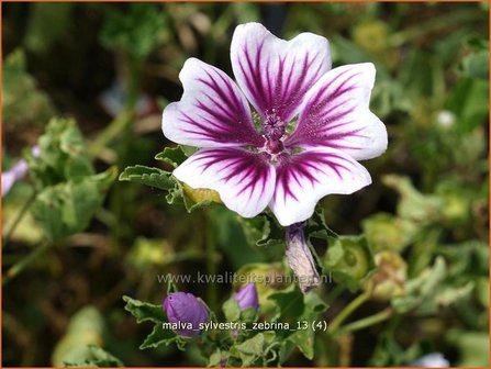 Malva sylvestris &#039;Zebrina&#039; | Kaasjeskruid