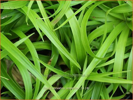 Luzula sylvatica &#039;Onderbos&#039; | Veldbies