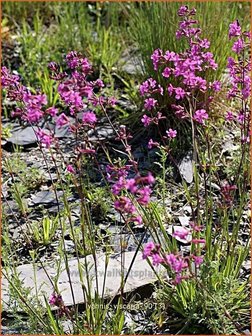 Lychnis viscaria | Pekanjer, Koekoeksbloem