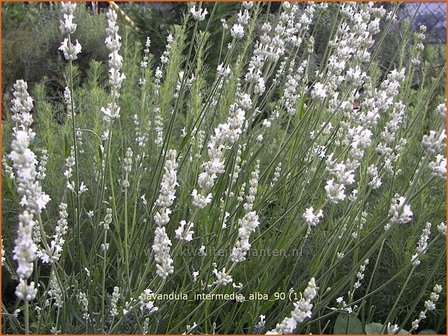 Lavandula intermedia &#039;Alba&#039; | Lavandin, Lavendel