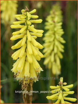 Kniphofia &#039;Lemon Popsicle&#039; | Vuurpijl, Fakkellelie | Fackellilie