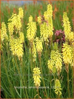 Kniphofia &#039;Lemon Popsicle&#039; | Vuurpijl, Fakkellelie | Fackellilie