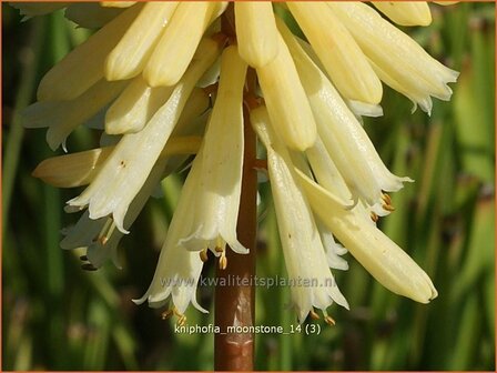 Kniphofia &#039;Moonstone&#039; | Vuurpijl, Fakkellelie