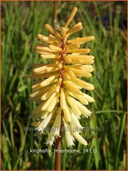 Kniphofia &#039;Moonstone&#039; | Vuurpijl, Fakkellelie