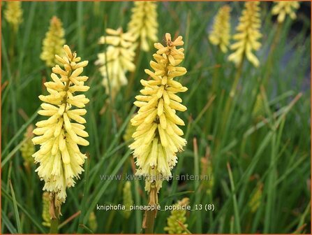 Kniphofia &#039;Pineapple Popsicle&#039; | Vuurpijl, Fakkellelie