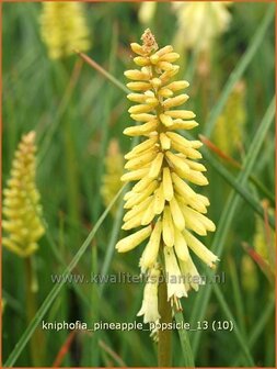 Kniphofia &#039;Pineapple Popsicle&#039; | Vuurpijl, Fakkellelie