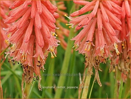 Kniphofia &#039;Redhot Popsicle&#039; | Vuurpijl, Fakkellelie