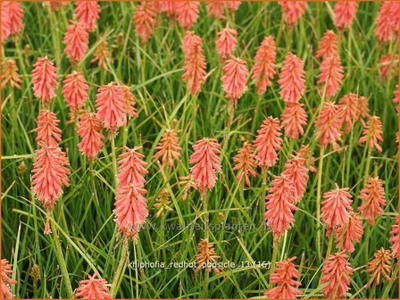 Kniphofia &#039;Redhot Popsicle&#039; | Vuurpijl, Fakkellelie