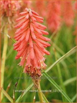 Kniphofia &#039;Redhot Popsicle&#039; | Vuurpijl, Fakkellelie