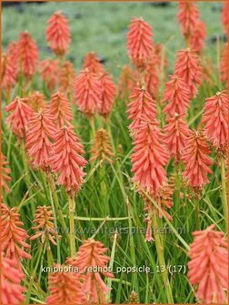 Kniphofia &#039;Redhot Popsicle&#039; | Vuurpijl, Fakkellelie