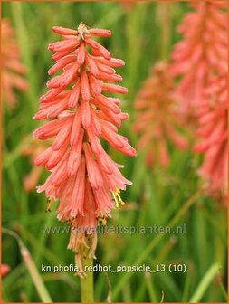 Kniphofia &#039;Redhot Popsicle&#039; | Vuurpijl, Fakkellelie