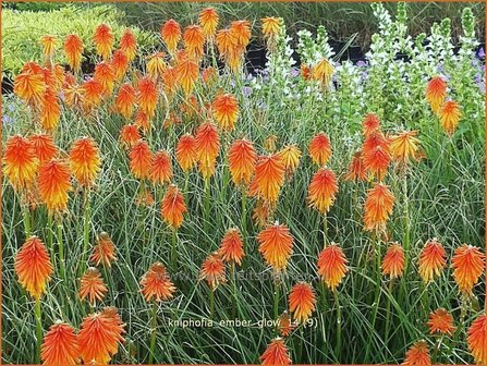 Kniphofia &#039;Ember Glow&#039; | Vuurpijl, Fakkellelie