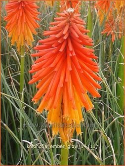 Kniphofia &#039;Ember Glow&#039; | Vuurpijl, Fakkellelie