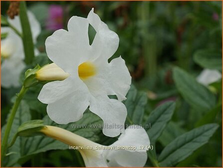 Incarvillea delavayi &#039;Snowtop&#039; | Tuingloxinia | Yunnan-Freilandgloxinie