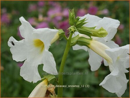 Incarvillea delavayi &#039;Snowtop&#039; | Tuingloxinia | Yunnan-Freilandgloxinie