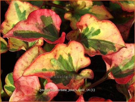 Houttuynia cordata &#039;Jokers Gold&#039; | Moerasanemoon, Dokudami | Eidechsenschwanz