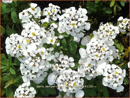 Iberis sempervirens &#039;Masterpiece&#039; | Scheefbloem, Scheefkelk