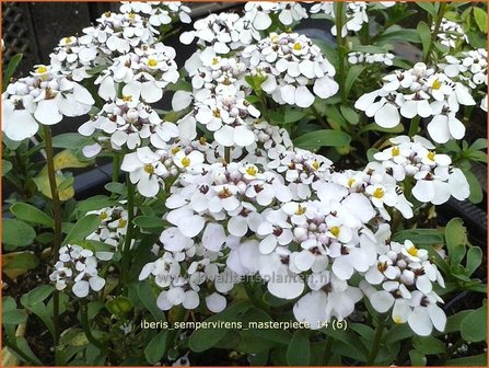 Iberis sempervirens &#039;Masterpiece&#039; | Scheefbloem, Scheefkelk