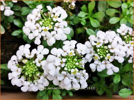 Iberis sempervirens &#039;Masterpiece&#039; | Scheefbloem, Scheefkelk