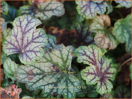 Heuchera &#039;Green Spice&#039; | Purperklokje