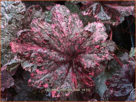 Heuchera &#039;Midnight Rose&#039; | Purperklokje