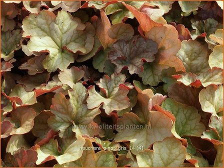 Heuchera &#039;Pinot Gris&#039; | Purperklokje