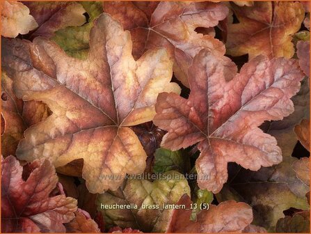 Heucherella &#039;Brass Lantern&#039;