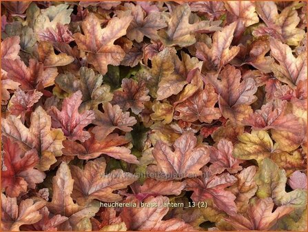 Heucherella &#039;Brass Lantern&#039;