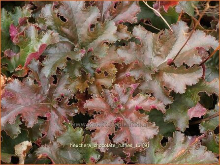 Heuchera &#039;Chocolate Ruffles&#039; | Purperklokje