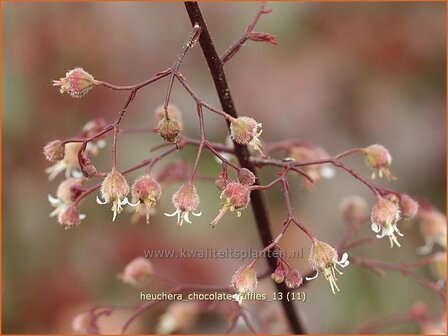 Heuchera &#039;Chocolate Ruffles&#039; | Purperklokje