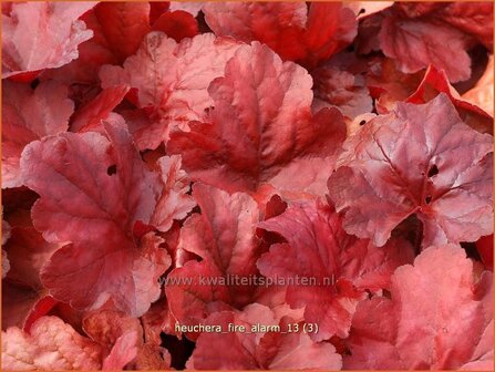 Heuchera &#039;Fire Alarm&#039; | Purperklokje