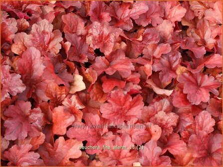 Heuchera &#039;Fire Alarm&#039; | Purperklokje