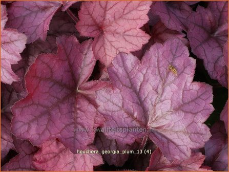 Heuchera &#039;Georgia Plum&#039; | Purperklokje