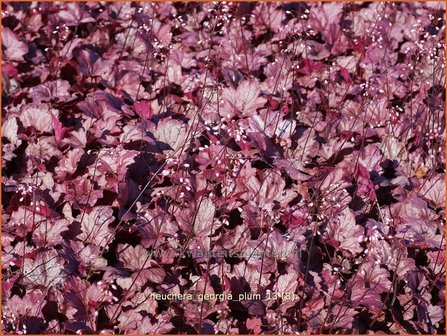 Heuchera &#039;Georgia Plum&#039; | Purperklokje