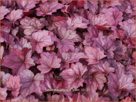 Heuchera &#039;Georgia Plum&#039; | Purperklokje