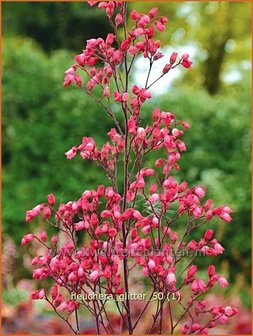 Heuchera &#039;Glitter&#039; | Purperklokje