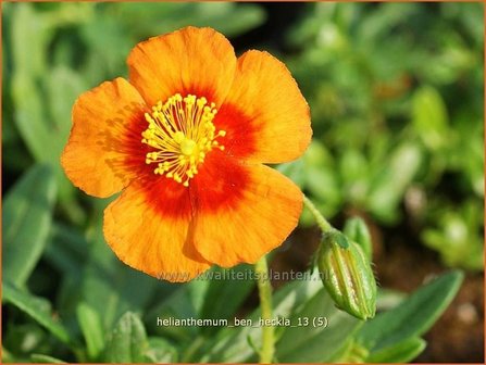 Helianthemum &#039;Ben Heckla&#039; | Zonneroosje