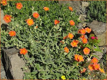 Helianthemum &#039;Fire Dragon&#039; | Zonneroosje