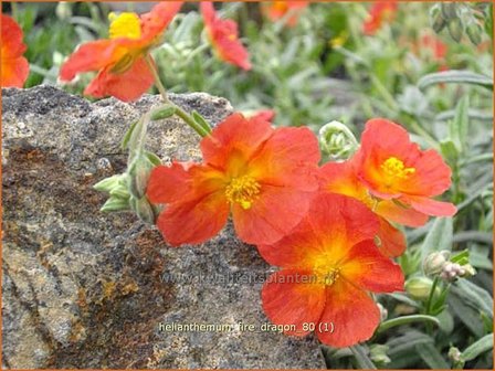 Helianthemum &#039;Fire Dragon&#039; | Zonneroosje