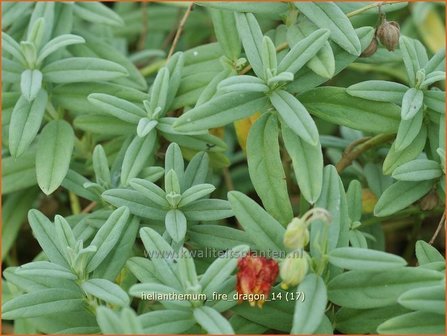 Helianthemum &#039;Fire Dragon&#039; | Zonneroosje