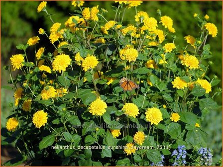 Helianthus decapetalus &#039;Sunshine Daydream&#039; | Vaste zonnebloem