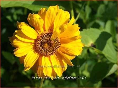 Heliopsis helianthoides &#039;Goldgefieder&#039; | Zonneoog