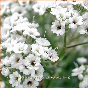 Gypsophila paniculata &#039;Schneeflocke&#039; | Gipskruid, Pluimgipskruid