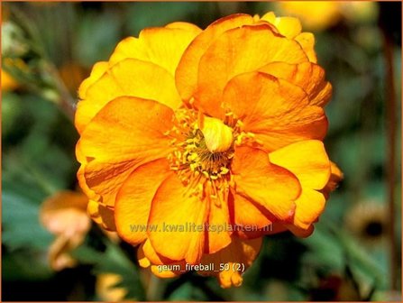 Geum &#039;Fireball&#039; | Nagelkruid