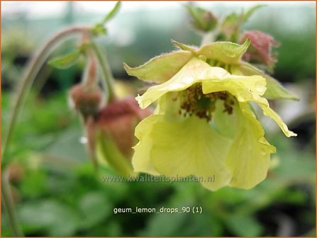 Geum &#039;Lemon Drops&#039; | Nagelkruid, Knikkend nagelkruid