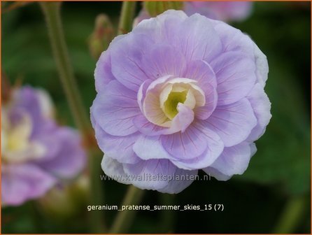 Geranium pratense &#039;Summer Skies&#039; | Beemdooievaarsbek, Ooievaarsbek, Tuingeranium