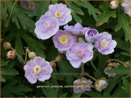 Geranium pratense &#039;Summer Skies&#039; | Beemdooievaarsbek, Ooievaarsbek, Tuingeranium