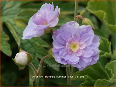 Geranium pratense &#039;Summer Skies&#039; | Beemdooievaarsbek, Ooievaarsbek, Tuingeranium